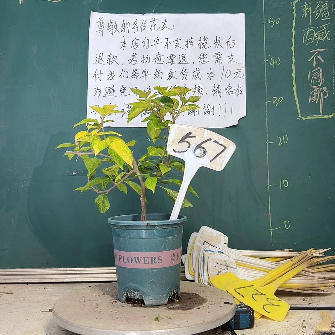 当前无花栽培后可以开花斑红樱 567