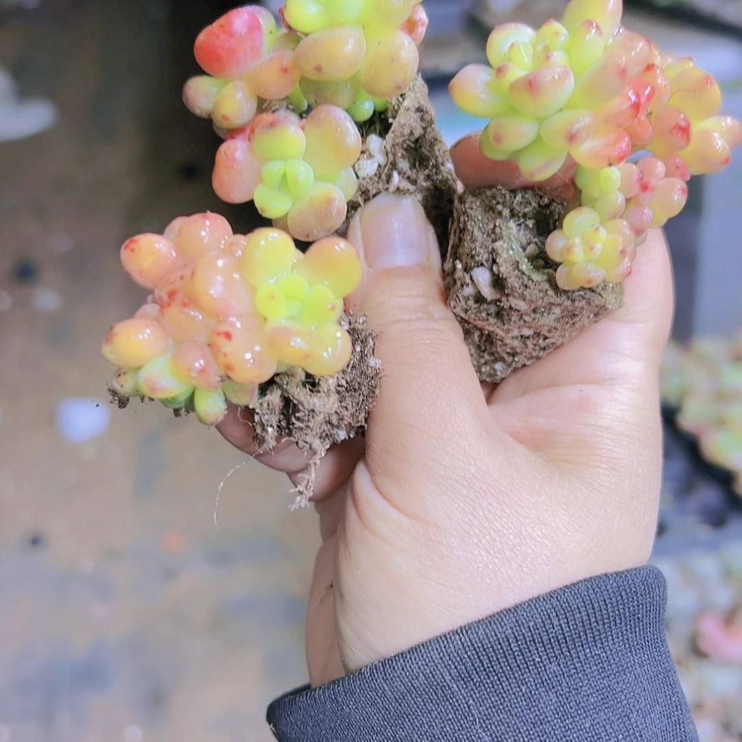 香格里拉3个19包邮