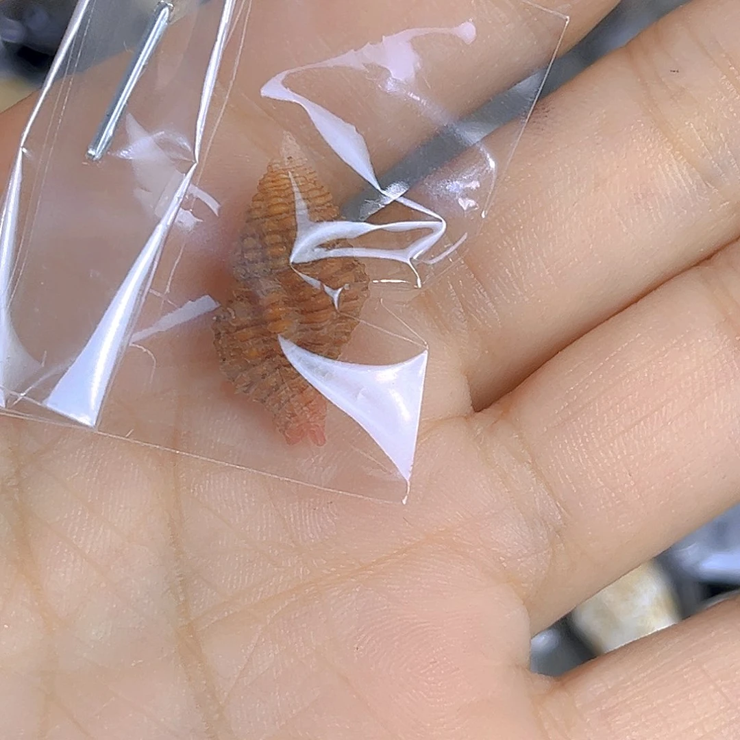 大理石磁石大****旺天然贝壳特价不退不换