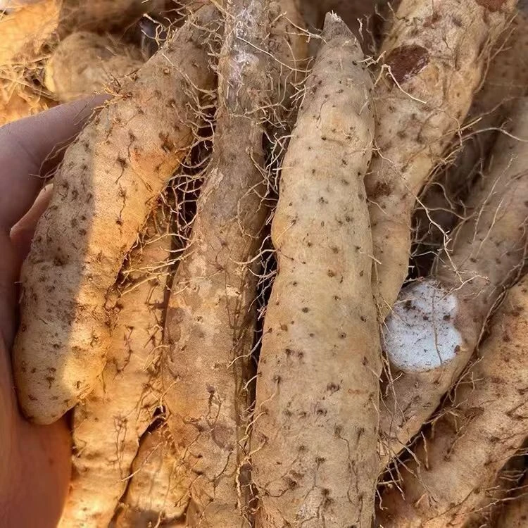 ［潮汕中个姜薯］煮甜汤酥脆好吃也可以煲汤