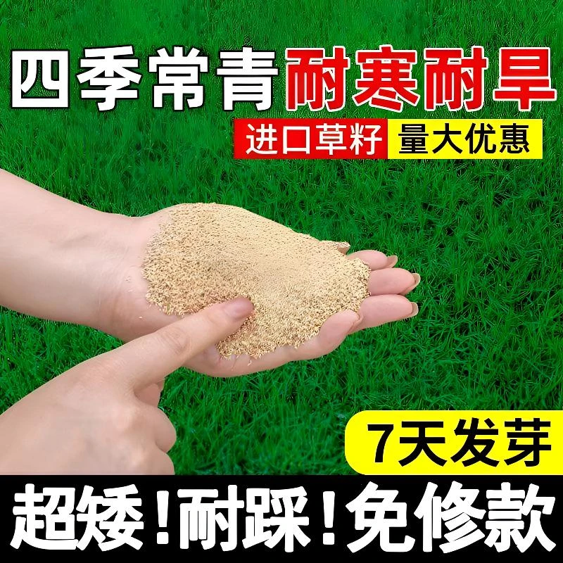草坪草籽能过冬四季常青矮生耐旱免修剪狗牙根黑麦草护坡绿化种子