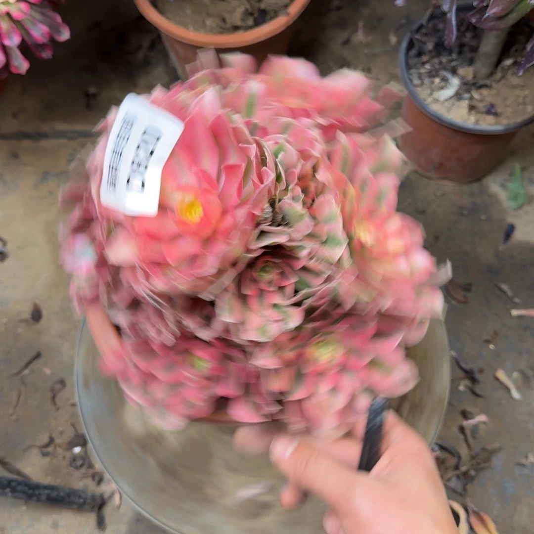 820份女巫法师多肉