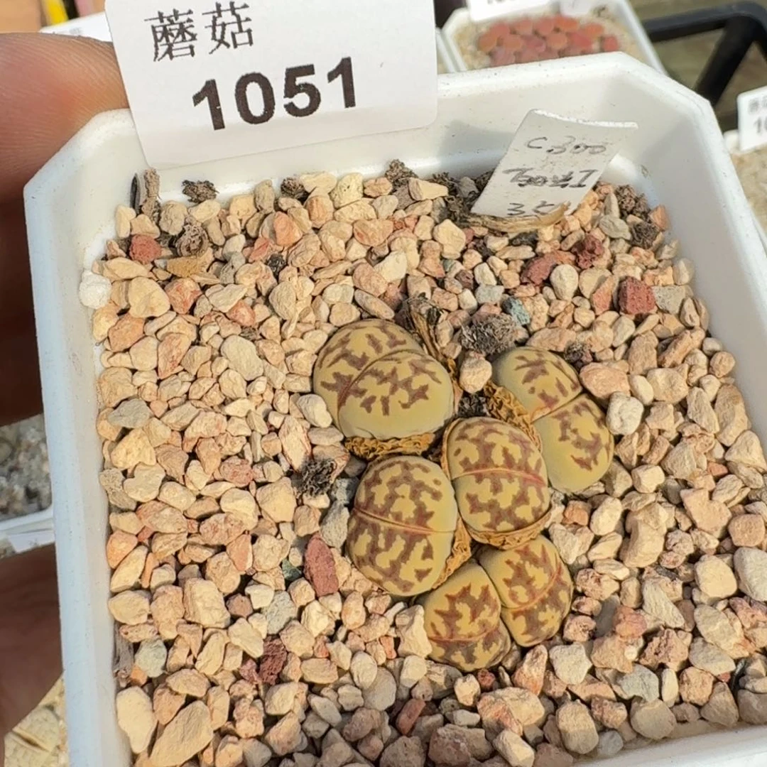 蘑菇63蘑菇1051丽虹