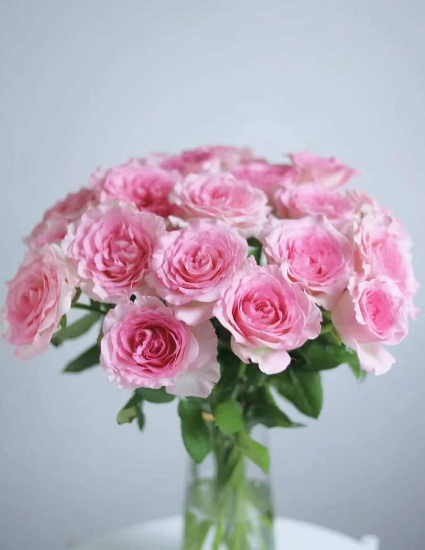 【洛神】【花魁】AAA级洛神单头玫瑰洛神鲜切花一单包邮云南基地发FF