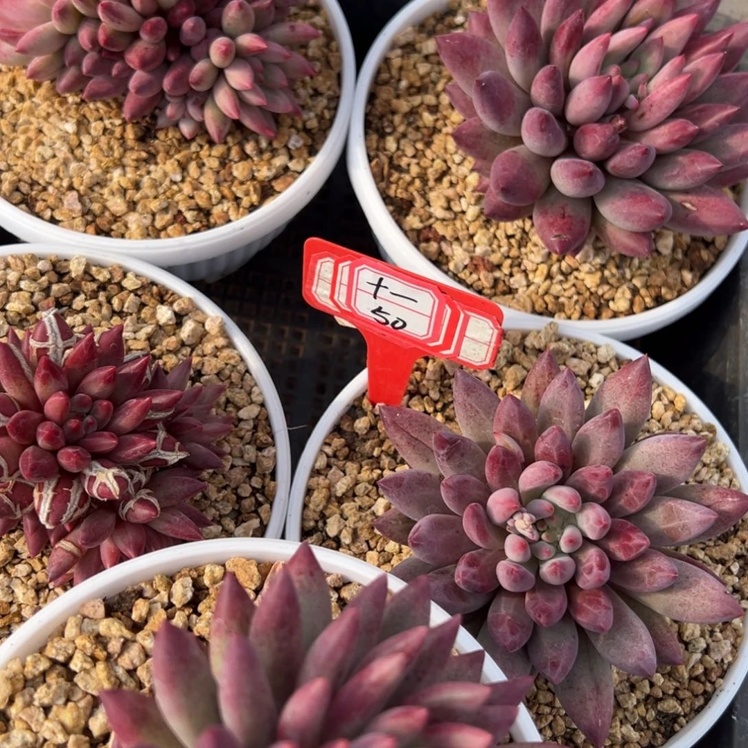 十****我是花卉专用车司机，十一50