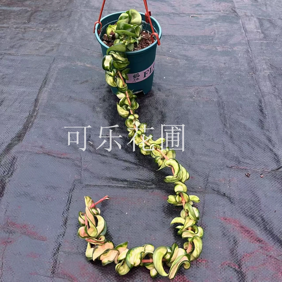 卷叶外锦 卷叶内锦球兰阳台垂吊爬藤植物