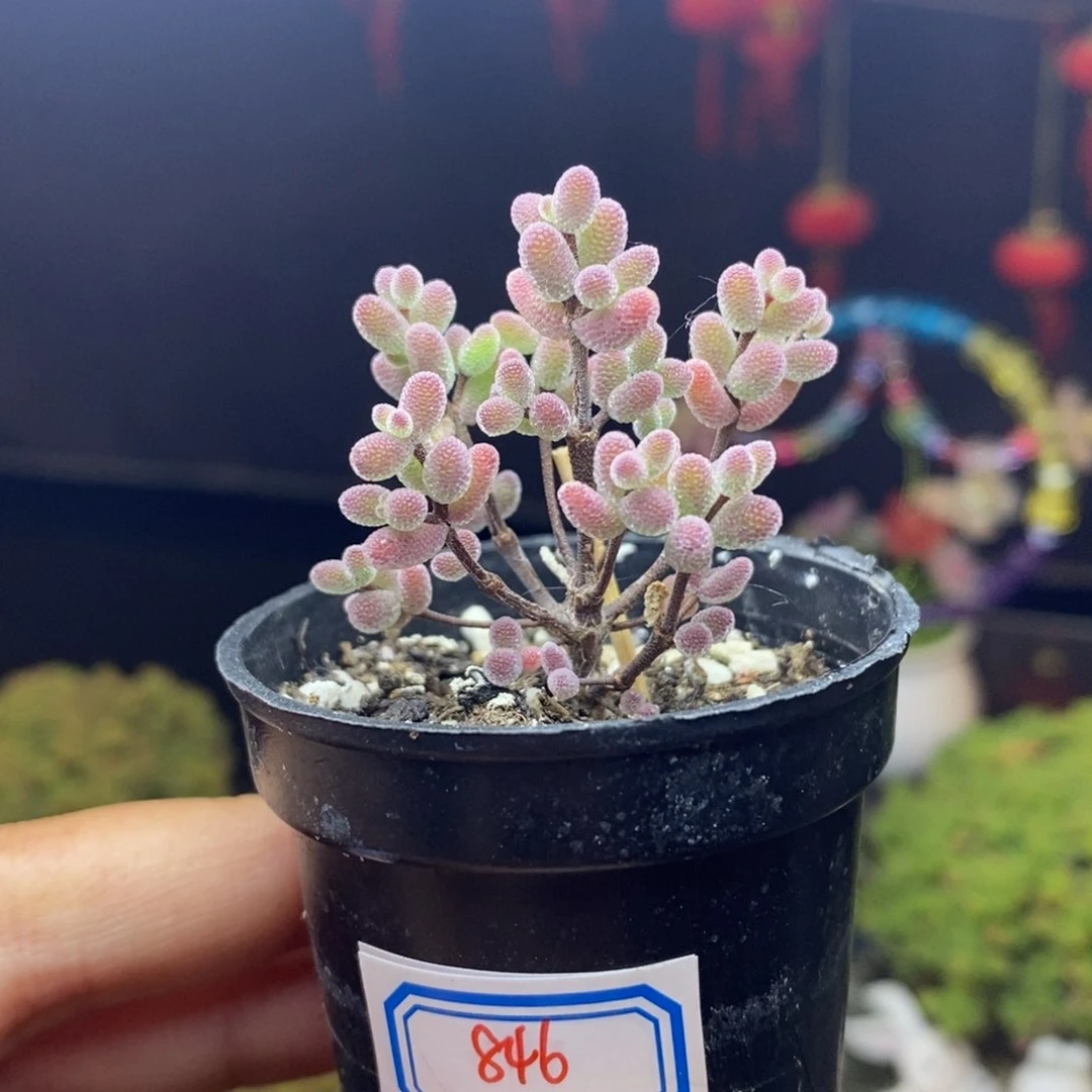 无花朵846号实生糖球枝干