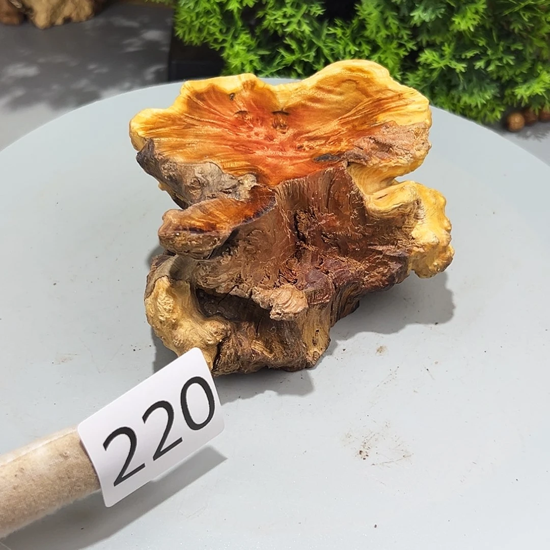 梨木朝*哥火琉璃……