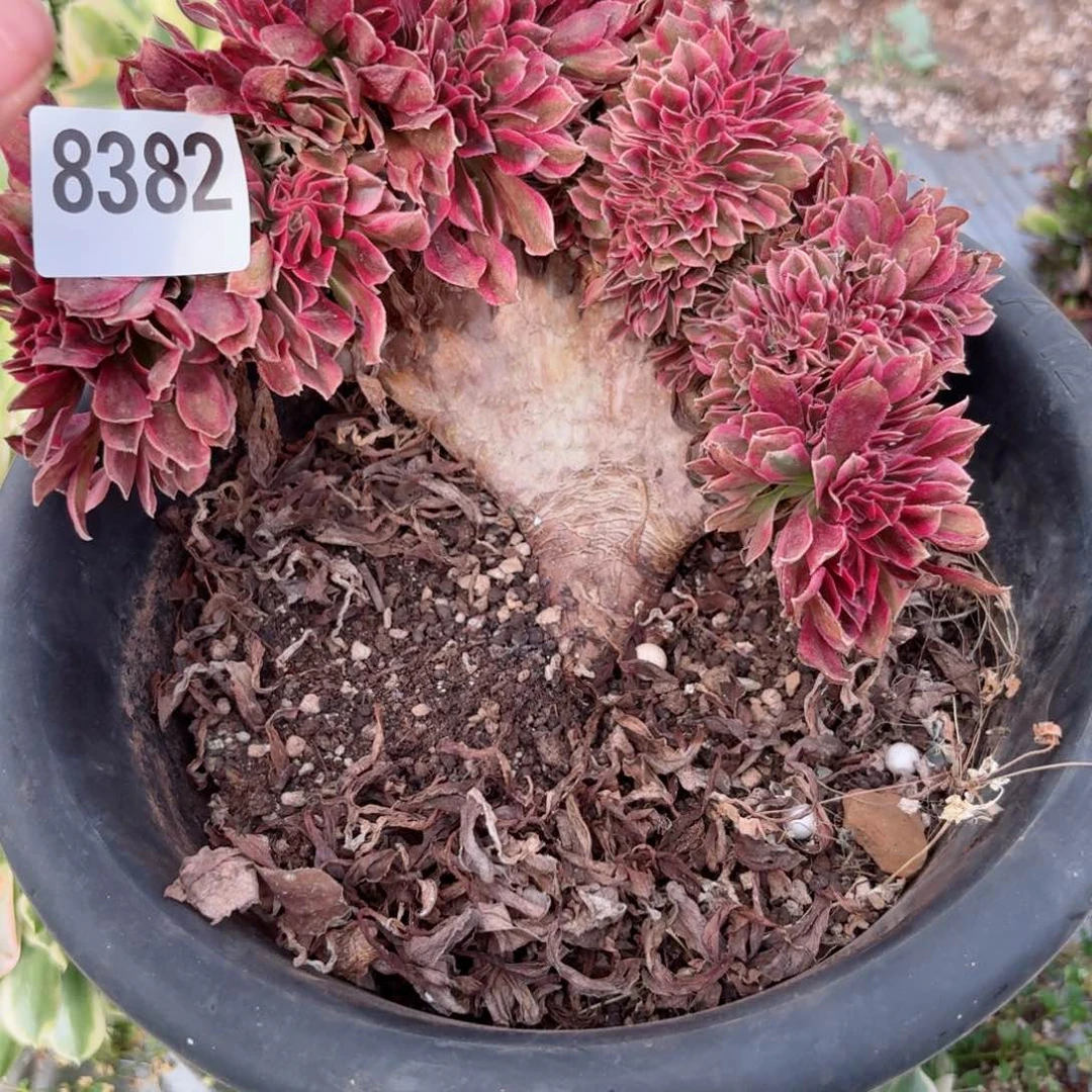 我8382 号多肉法师新年特价女郎