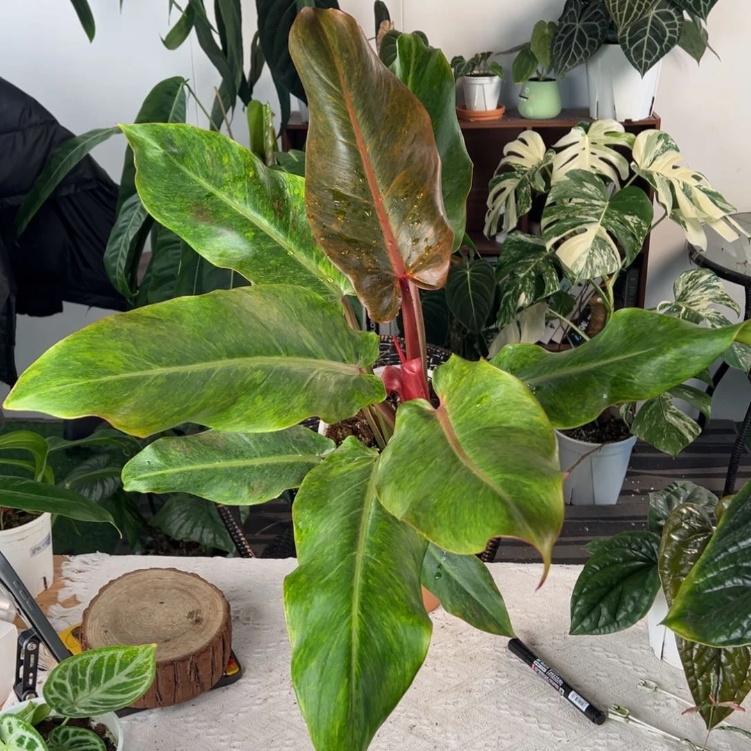 完全开放橘子酱蔓绿绒