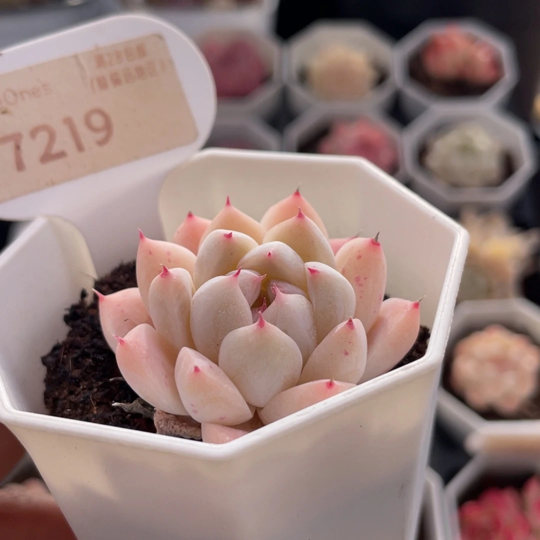 如梦令7219-4.5厘米