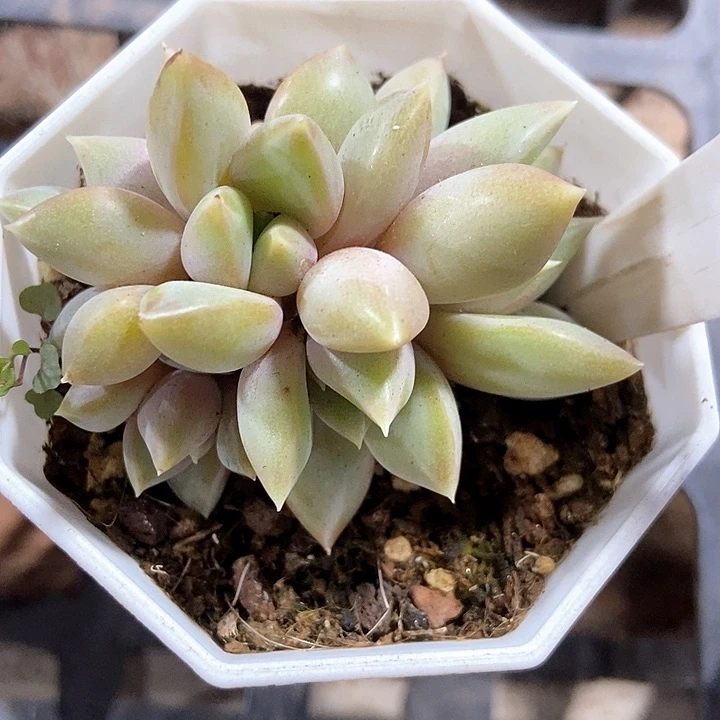 多肉植物红象牙960