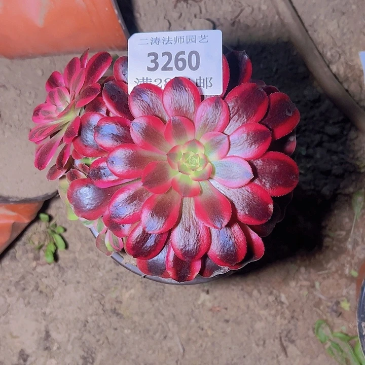 3260美杜莎多肉植物