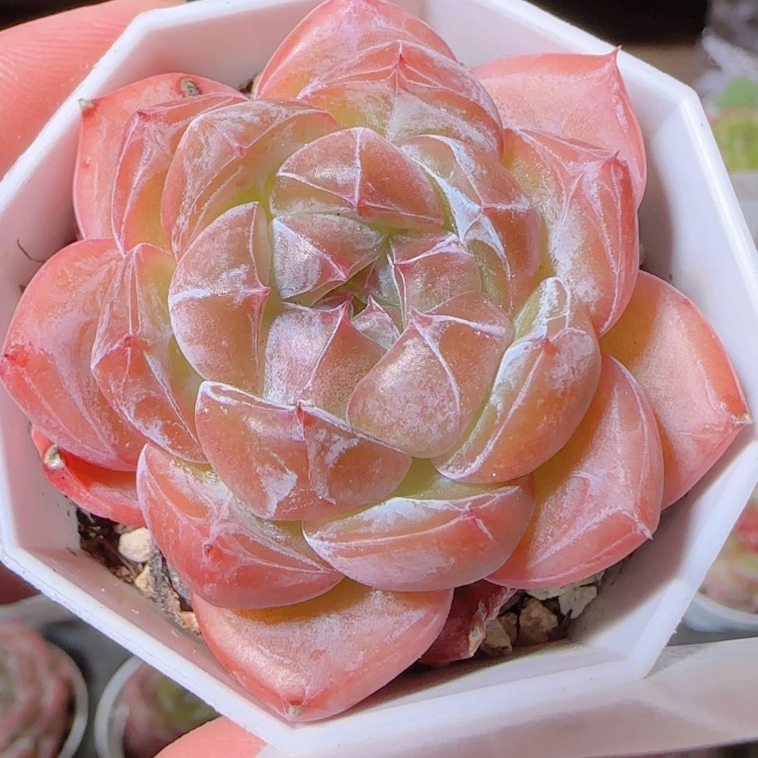 花语逸镜1030-340