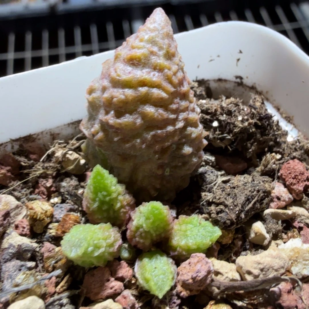 灵熙 满68包邮哦