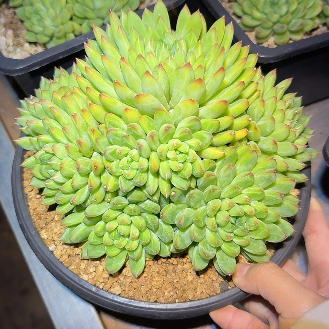 星际迷航整无砍老桩群生