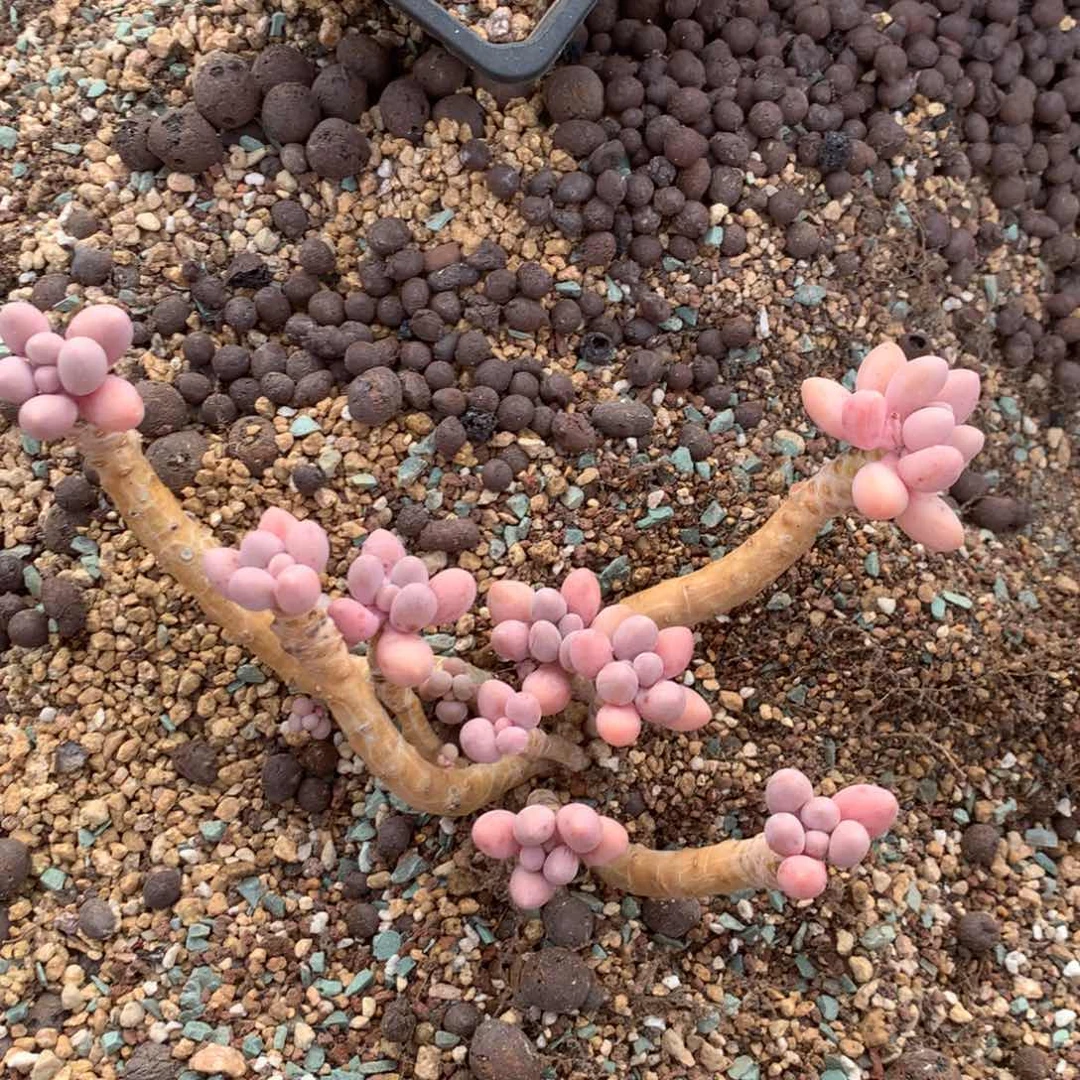 中了的一句就是他有