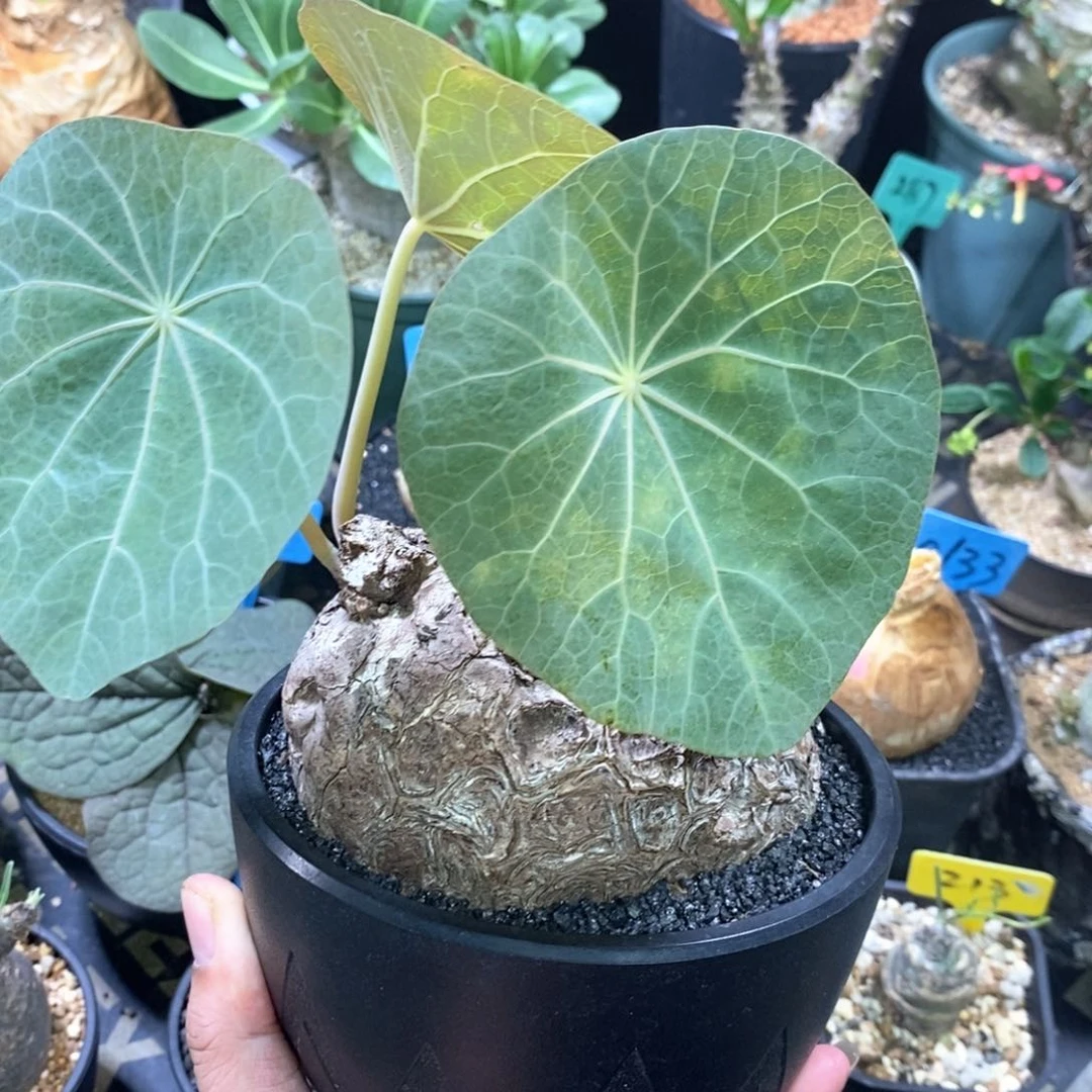 一叶龟多肉植物一个