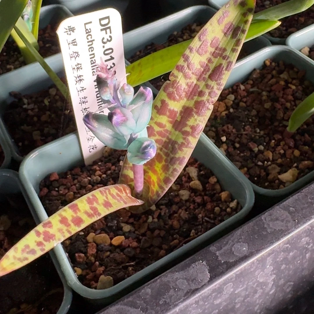 佛里登堡绿松石立金花一个斑点浓的