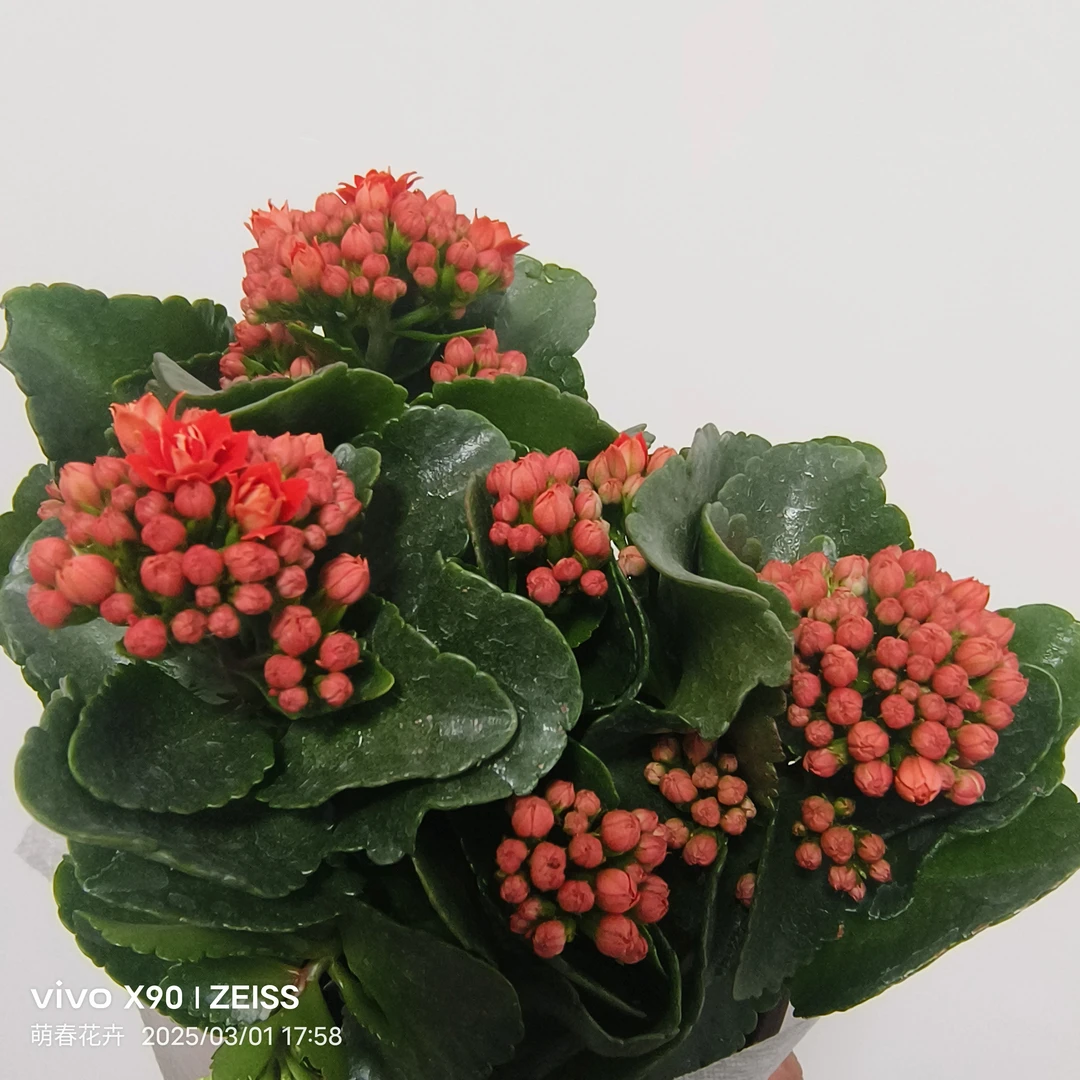 120  130盆新品长寿花