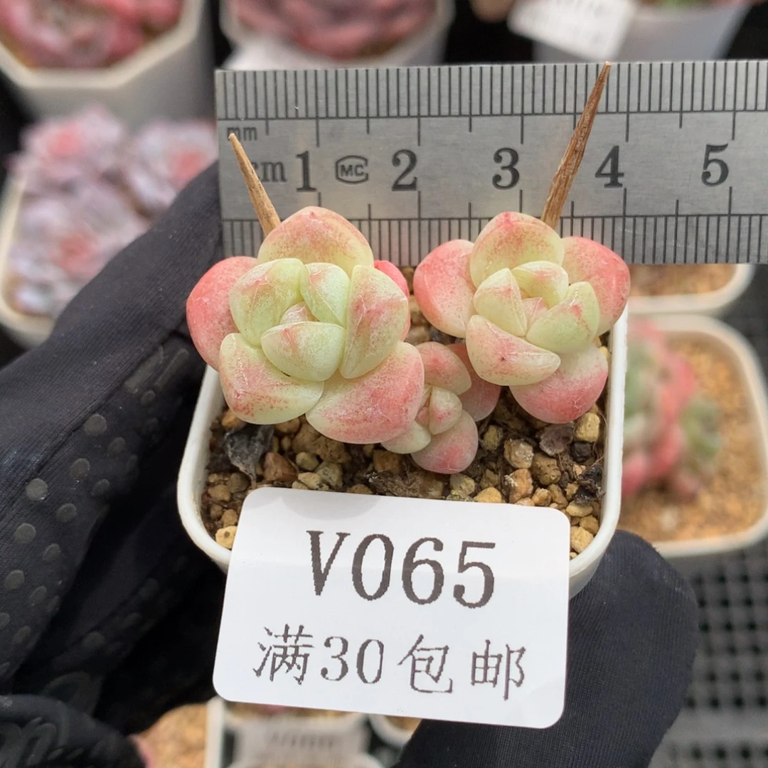 65。小脸糖心冰玉三头。