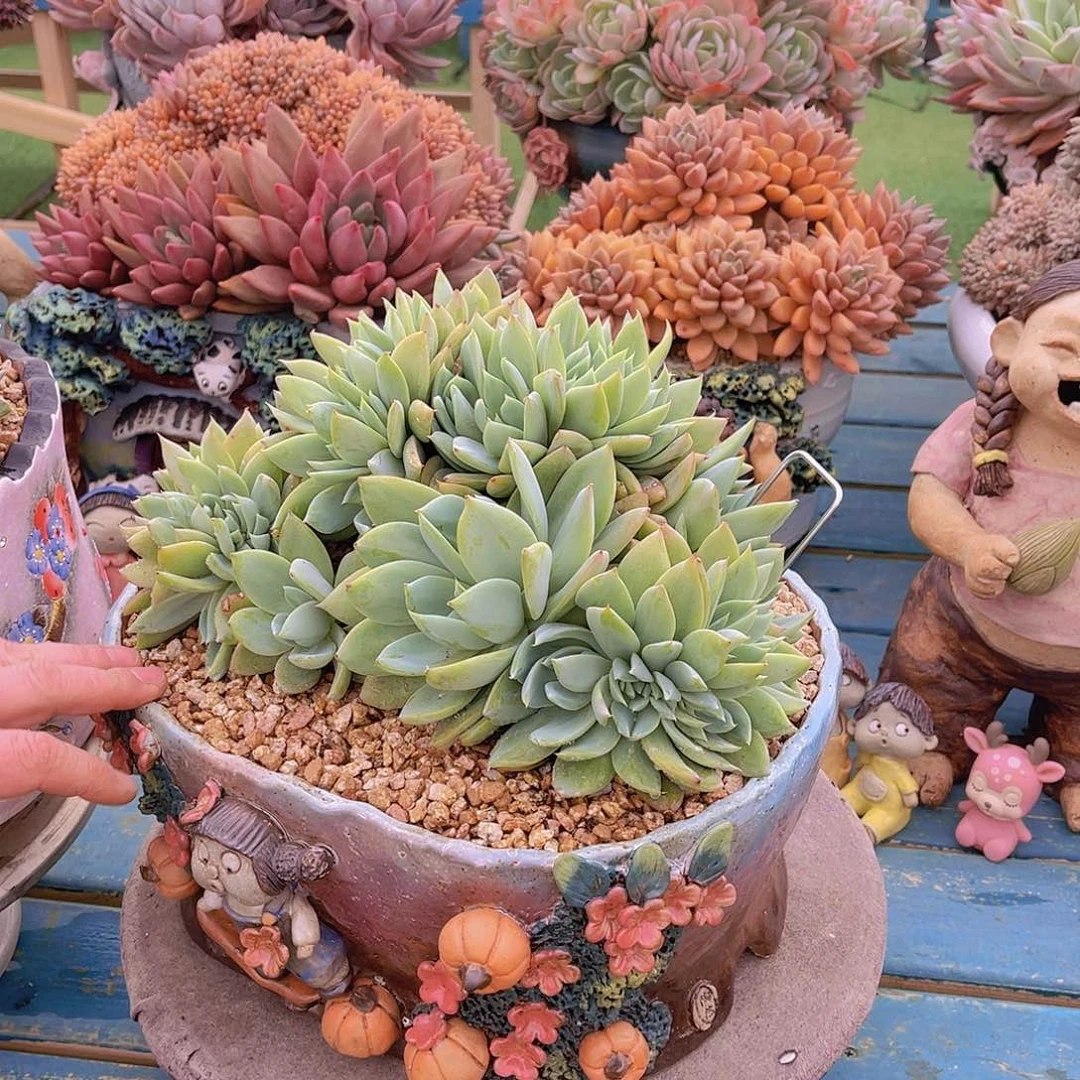 ㊗️**多肉烟火不带盆栋