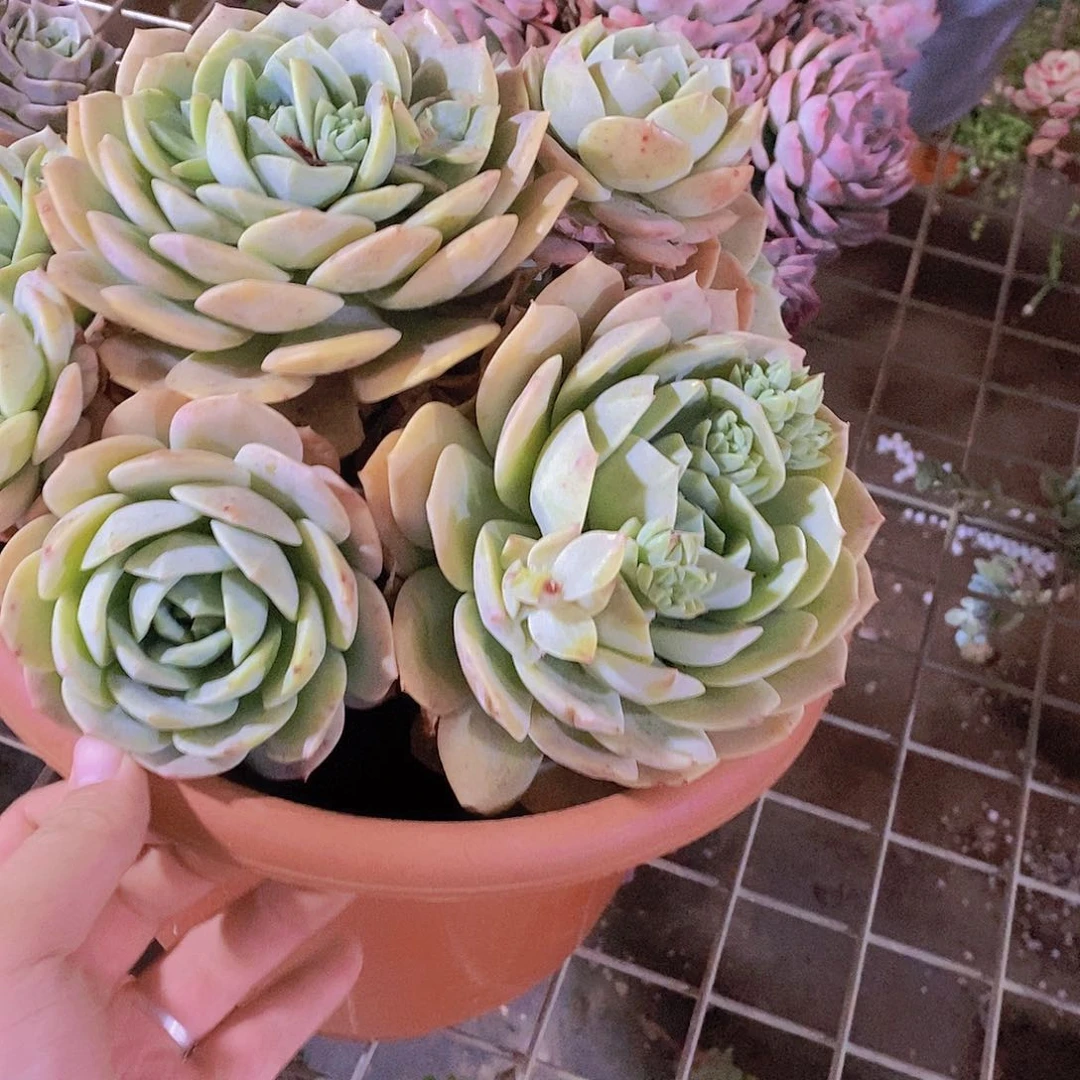 整桩无砍恋曲特价