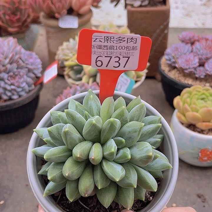 6737重楼美人。