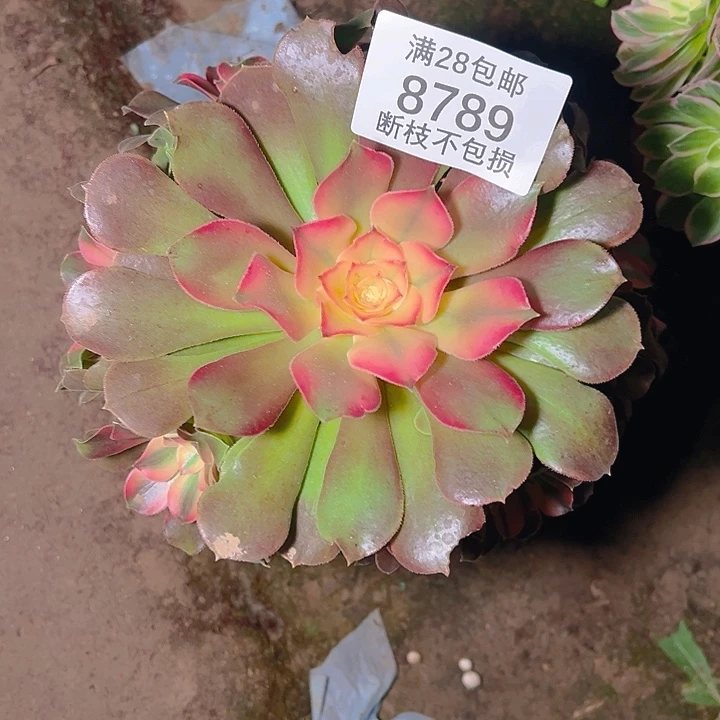 8789香妃多肉植物