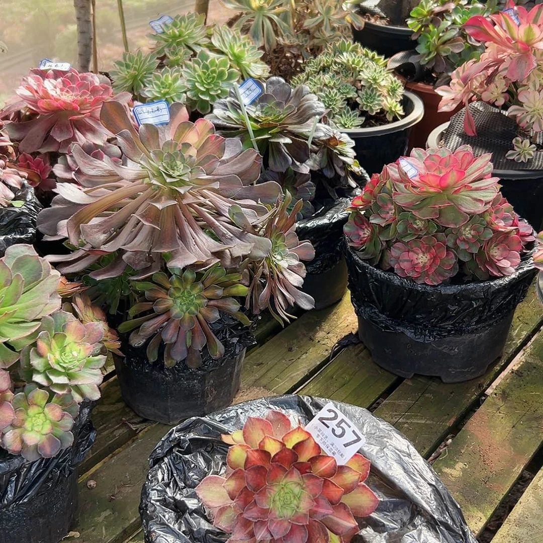 龙鳞257多肉植物多肉植物