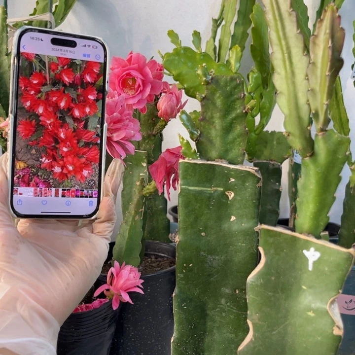 当前无花栽培后可以开花208