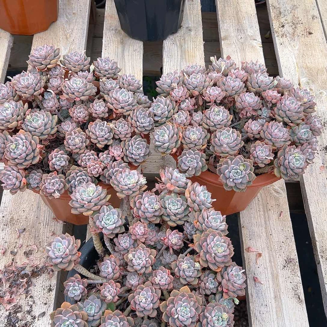 粉布偶，满18包邮