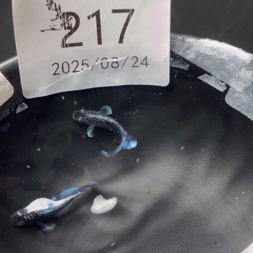 青鳉217午夜裙摆一对