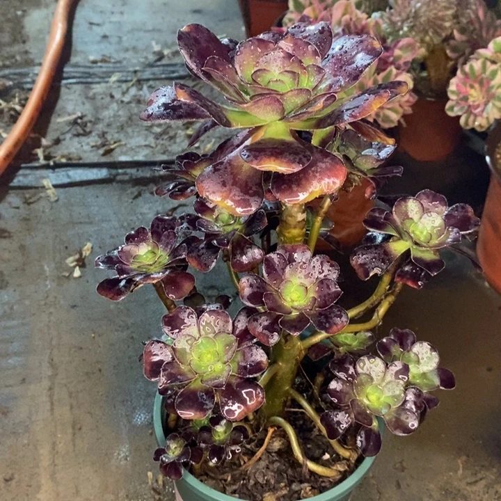 圆叶多肉植物7。