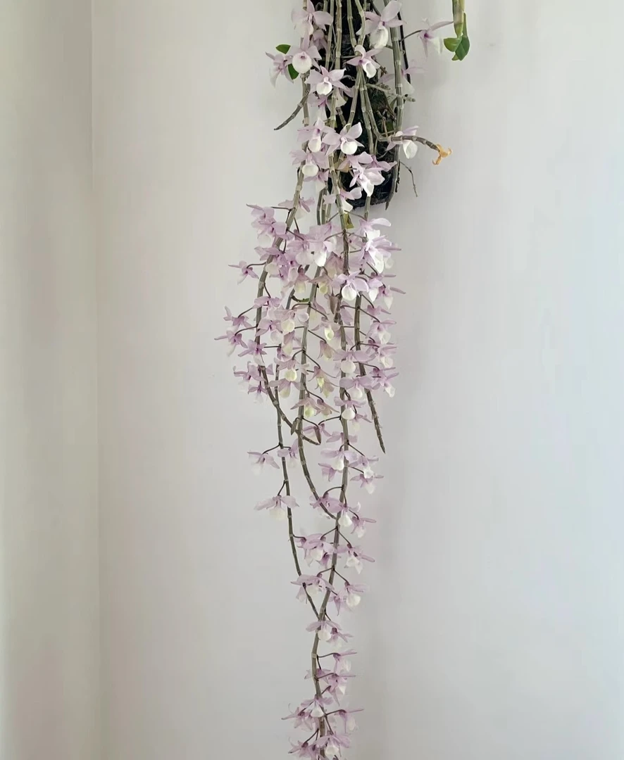 缅甸原种天宫石斛　兜唇石斛 爆花量大 落叶开花型（板植3号）