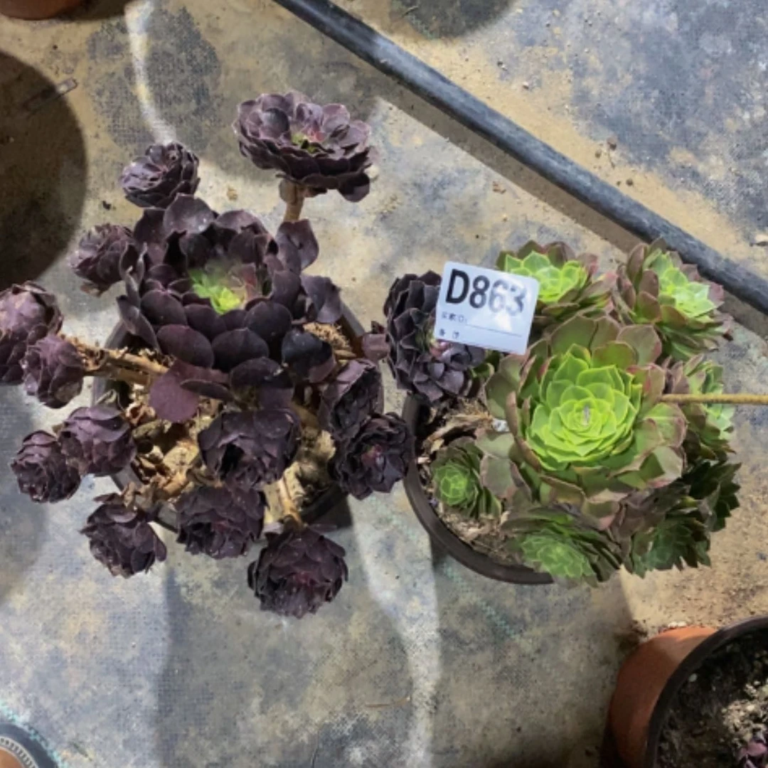 【闪购商品】美好863