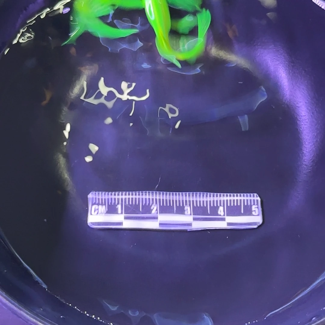 斑马鱼蝶翼斑马种鱼绿2条