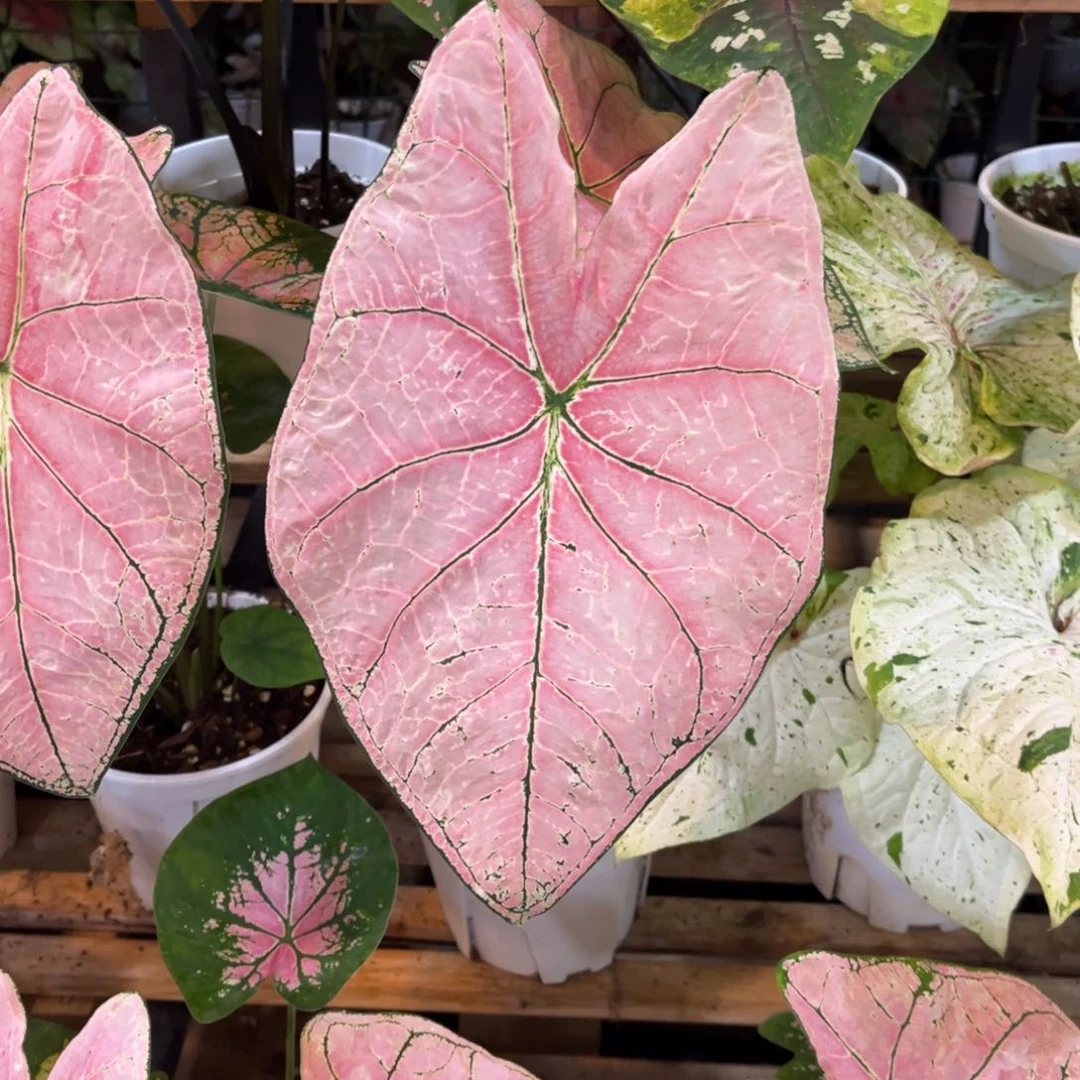 完全开放婚纱福利