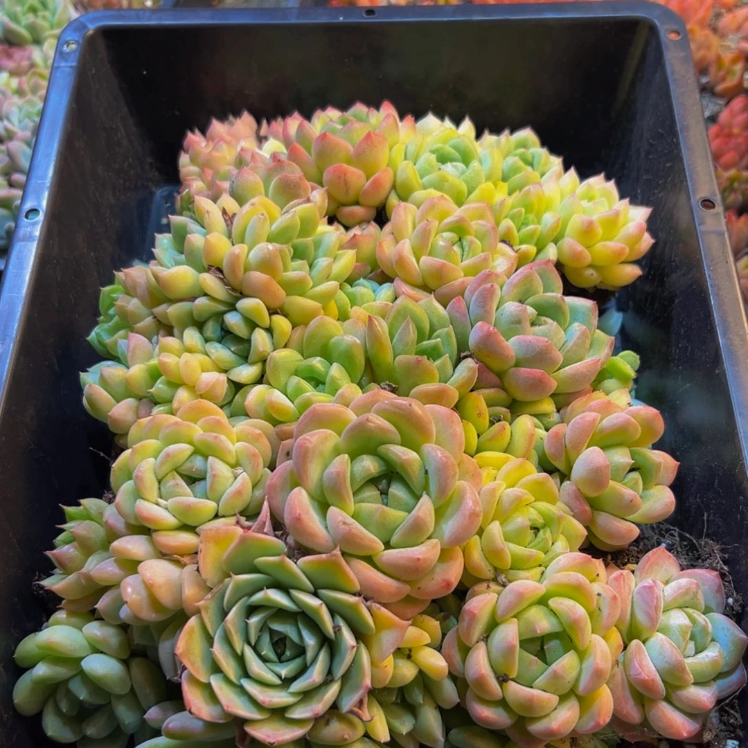 062生日植物志版本