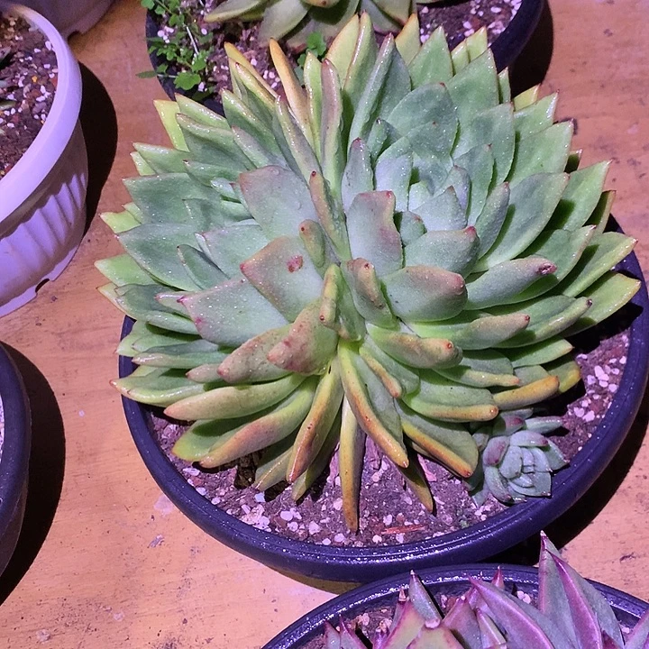 美肉特价活动开始啦