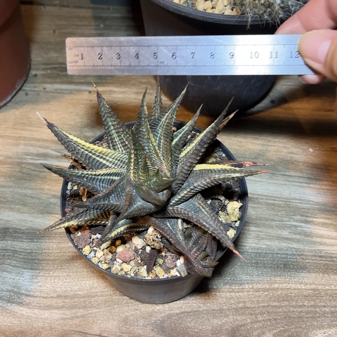 琉璃殿锦一物一拍下单包邮