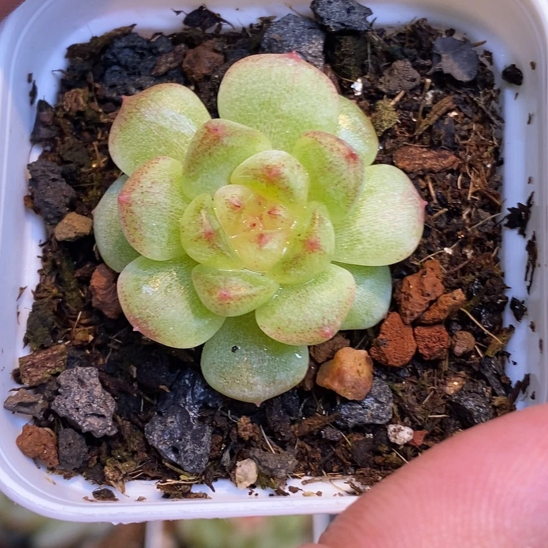 甜心30包邮非偏远