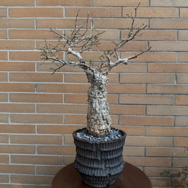 大块头 象足漆树｜Operculicarya pachypus