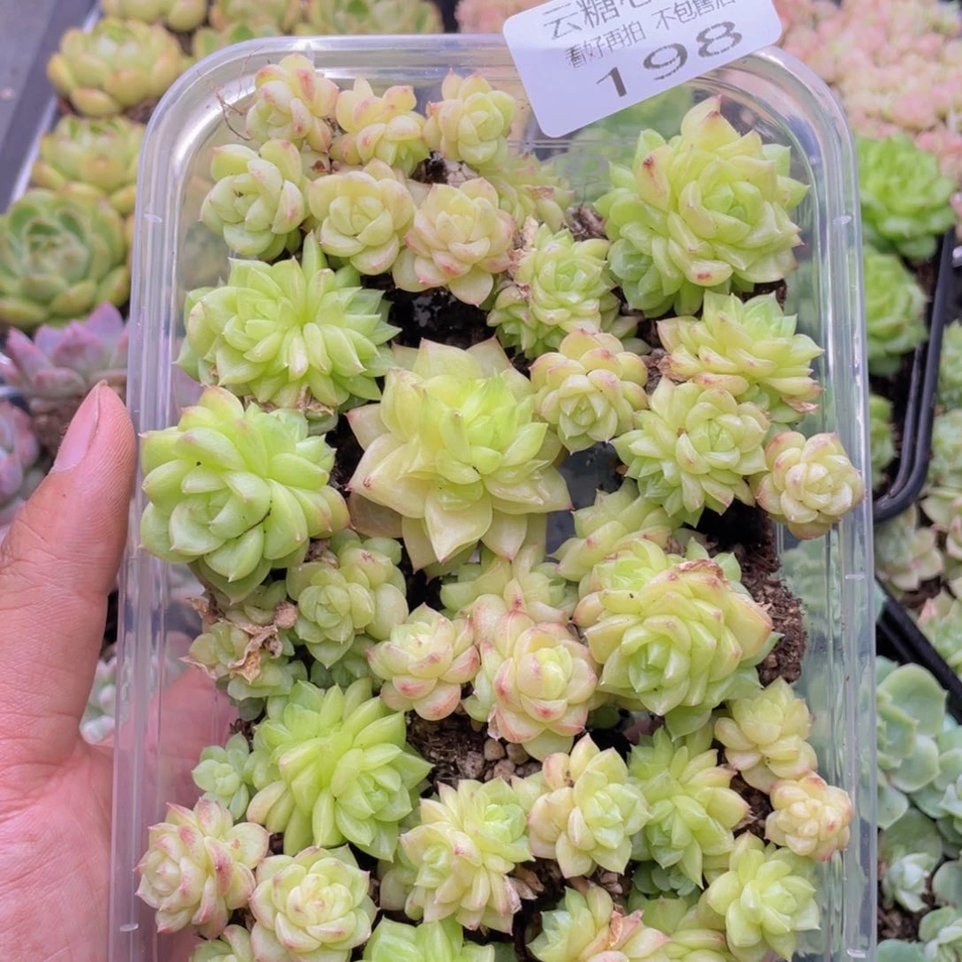 云糖心多肉植物198