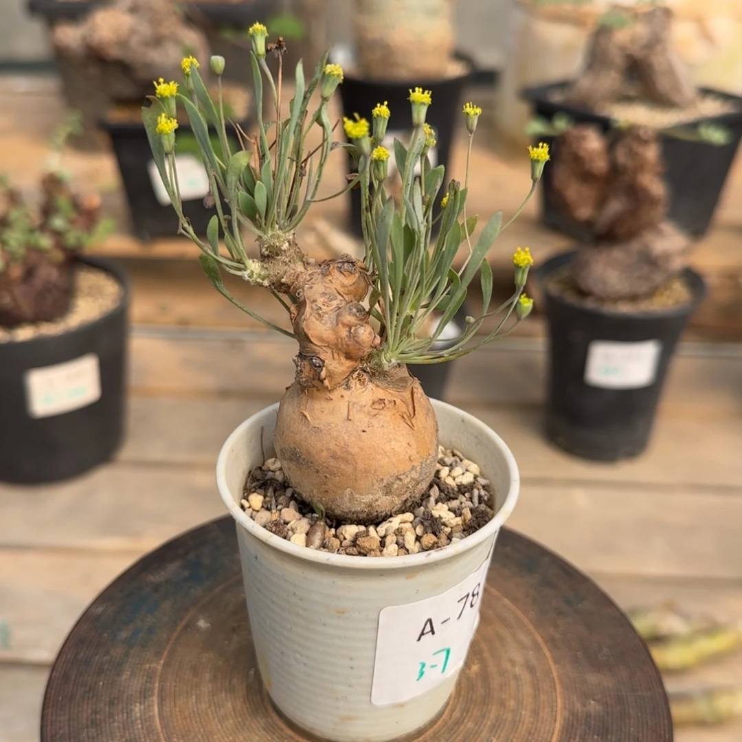 78开普敦厚敦菊块根植物