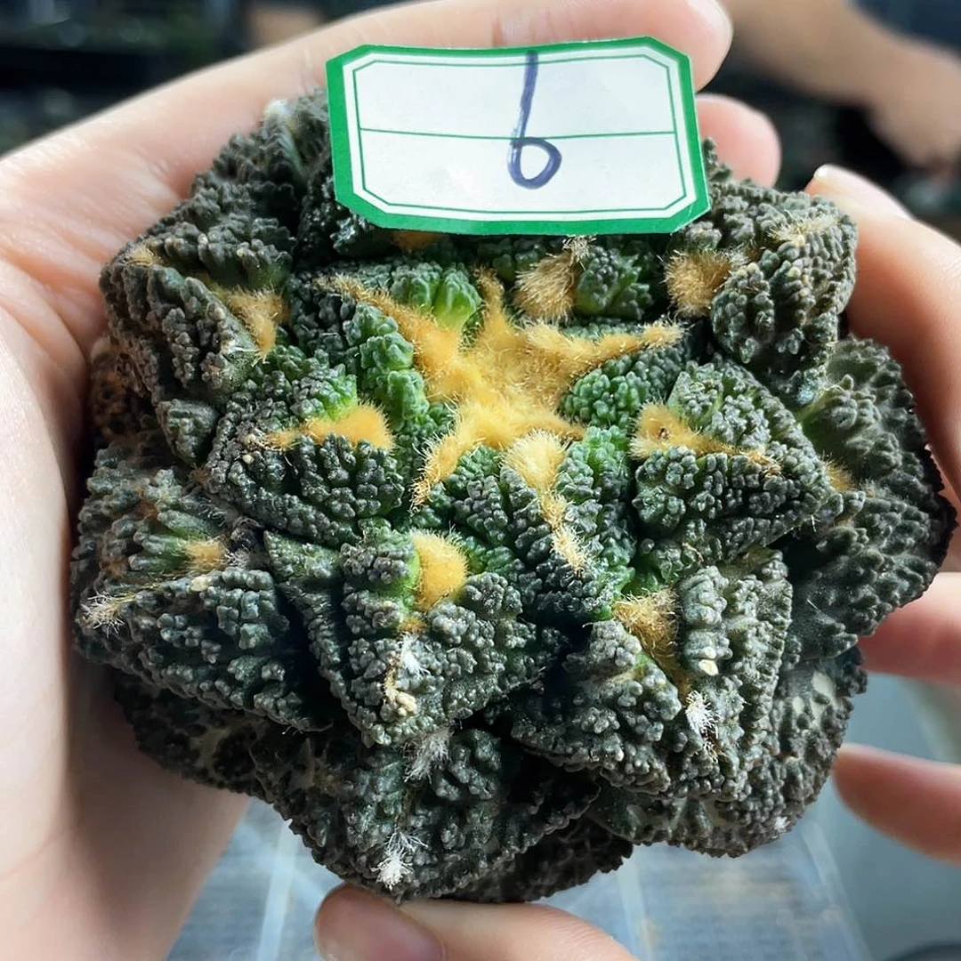 24号日6号9cm自根志贺龟甲牡丹