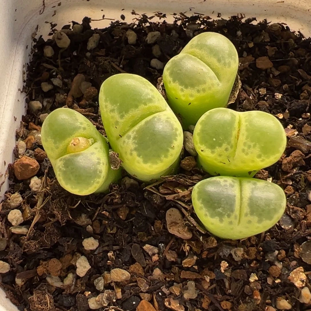 013多肉植物种类多样