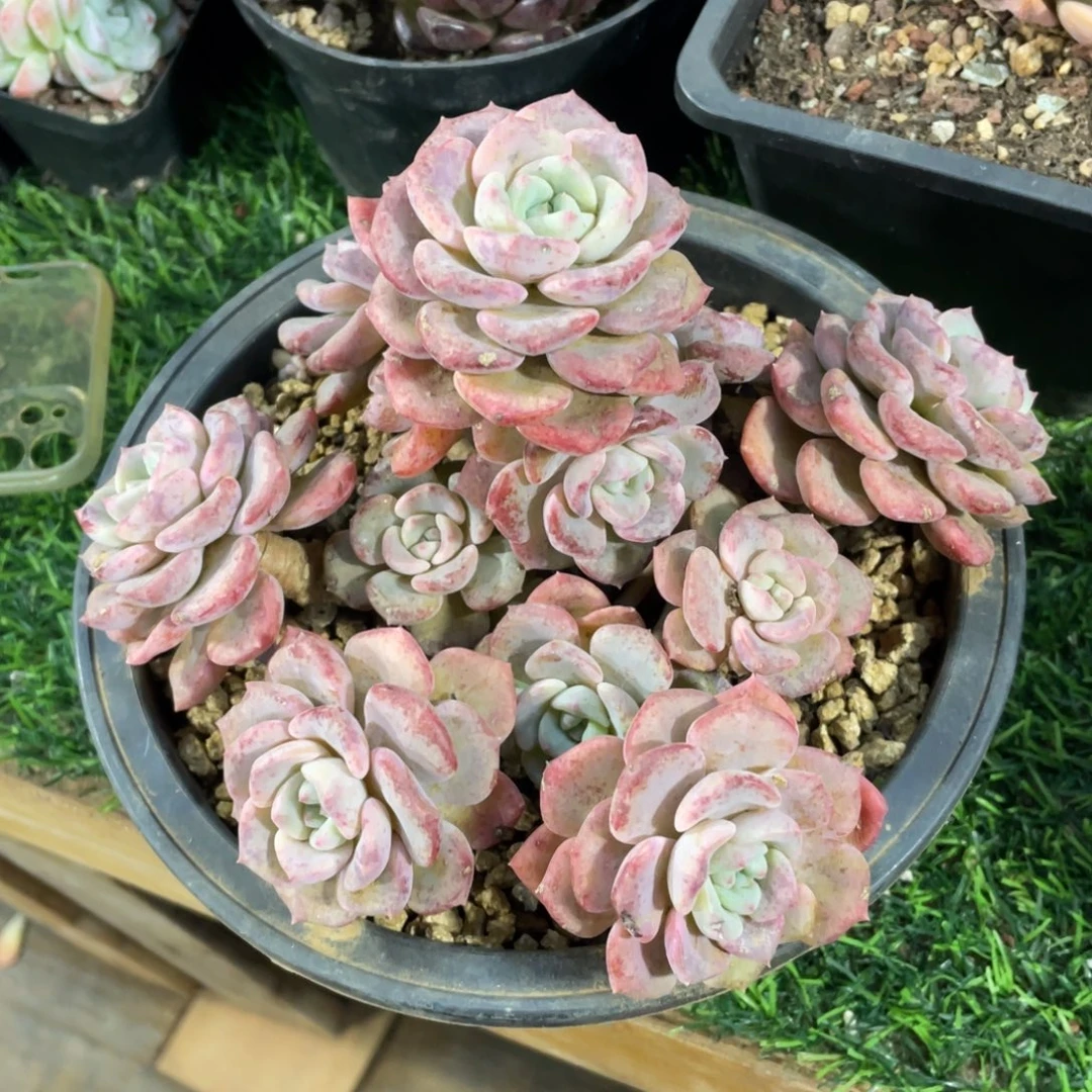 千山雪冠幅19 公分一物一拍