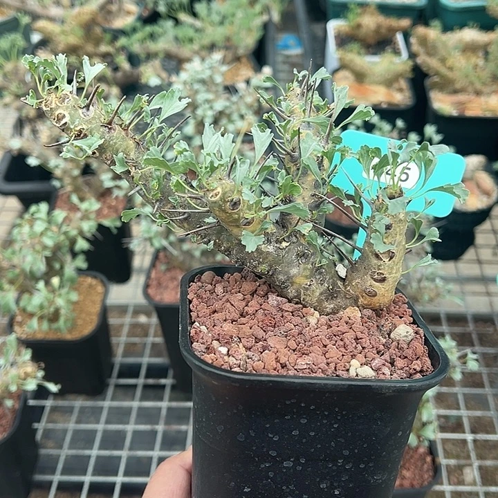 格思龙骨葵产地多肉植物