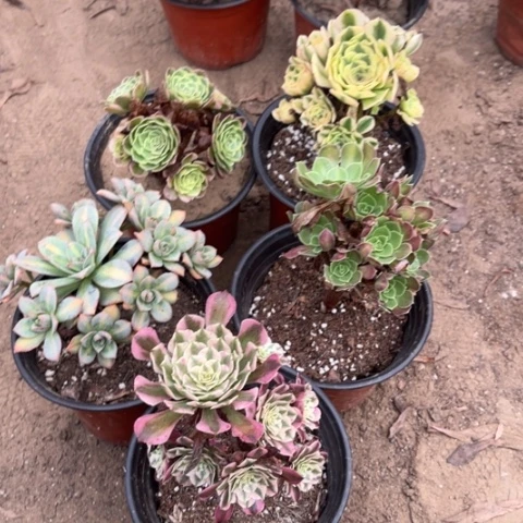 971多肉植物组合，
